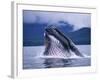 Humpback Whale Feeding in Frederick Sound in Alaska-Paul Souders-Framed Photographic Print