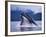 Humpback Whale Feeding in Frederick Sound in Alaska-Paul Souders-Framed Photographic Print