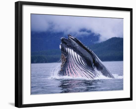 Humpback Whale Feeding in Frederick Sound in Alaska-Paul Souders-Framed Photographic Print