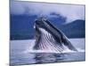 Humpback Whale Feeding in Frederick Sound in Alaska-Paul Souders-Mounted Photographic Print