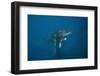 Humpback Whale Female and Calf (Megaptera Novaeangliae)-Reinhard Dirscherl-Framed Photographic Print