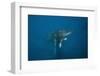 Humpback Whale Female and Calf (Megaptera Novaeangliae)-Reinhard Dirscherl-Framed Photographic Print