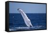 Humpback Whale Flipper Slapping-DLILLC-Framed Stretched Canvas