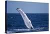 Humpback Whale Flipper Slapping-DLILLC-Stretched Canvas