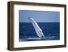 Humpback Whale Flipper Slapping-DLILLC-Framed Photographic Print