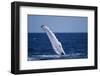 Humpback Whale Flipper Slapping-DLILLC-Framed Photographic Print