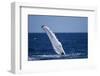 Humpback Whale Flipper Slapping-DLILLC-Framed Photographic Print