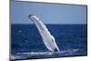 Humpback Whale Flipper Slapping-DLILLC-Mounted Photographic Print