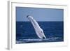 Humpback Whale Flipper Slapping-DLILLC-Framed Photographic Print