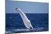 Humpback Whale Flipper Slapping-DLILLC-Mounted Photographic Print