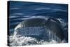 Humpback Whale Fluke-DLILLC-Stretched Canvas