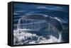 Humpback Whale Fluke-DLILLC-Framed Stretched Canvas