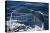 Humpback Whale Fluke-DLILLC-Stretched Canvas