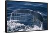 Humpback Whale Fluke-DLILLC-Framed Stretched Canvas