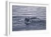 Humpback Whale Fluke-DLILLC-Framed Photographic Print