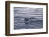 Humpback Whale Fluke-DLILLC-Framed Photographic Print