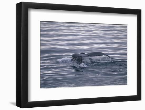 Humpback Whale Fluke-DLILLC-Framed Photographic Print