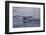 Humpback Whale Fluke-DLILLC-Framed Photographic Print