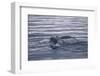 Humpback Whale Fluke-DLILLC-Framed Photographic Print