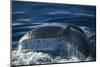 Humpback Whale Fluke-DLILLC-Mounted Photographic Print