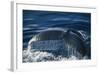 Humpback Whale Fluke-DLILLC-Framed Photographic Print