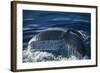 Humpback Whale Fluke-DLILLC-Framed Photographic Print