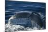 Humpback Whale Fluke-DLILLC-Mounted Photographic Print