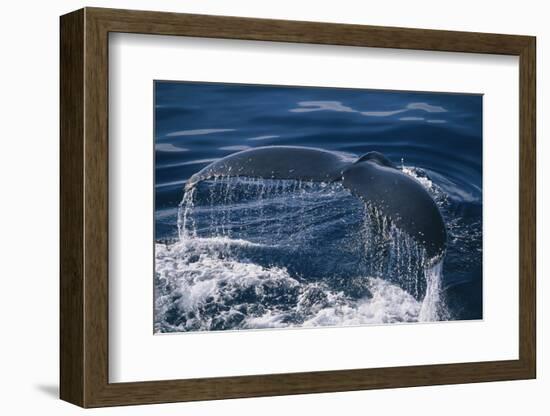 Humpback Whale Fluke-DLILLC-Framed Photographic Print