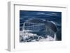 Humpback Whale Fluke-DLILLC-Framed Photographic Print