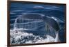 Humpback Whale Fluke-DLILLC-Framed Photographic Print