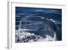 Humpback Whale Fluke-DLILLC-Framed Photographic Print