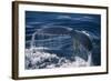 Humpback Whale Fluke-DLILLC-Framed Photographic Print