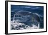 Humpback Whale Fluke-DLILLC-Framed Photographic Print