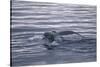 Humpback Whale Fluke-DLILLC-Stretched Canvas