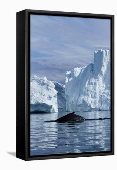 Humpback Whale in Disko Bay in Greenland-Paul Souders-Framed Stretched Canvas