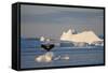 Humpback Whale in Disko Bay in Greenland-Paul Souders-Framed Stretched Canvas