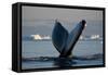 Humpback Whale in Disko Bay in Greenland-Paul Souders-Framed Stretched Canvas