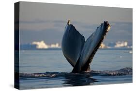 Humpback Whale in Disko Bay in Greenland-Paul Souders-Stretched Canvas