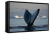 Humpback Whale in Disko Bay in Greenland-Paul Souders-Framed Stretched Canvas