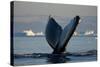 Humpback Whale in Disko Bay in Greenland-Paul Souders-Stretched Canvas