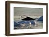 Humpback Whale in Disko Bay in Greenland-Paul Souders-Framed Photographic Print