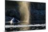 Humpback Whale in Disko Bay in Greenland-Paul Souders-Mounted Photographic Print