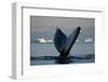 Humpback Whale in Disko Bay in Greenland-Paul Souders-Framed Photographic Print