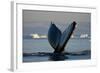 Humpback Whale in Disko Bay in Greenland-Paul Souders-Framed Photographic Print