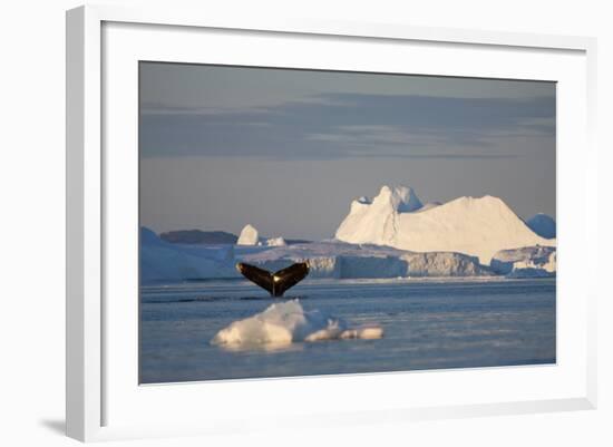 Humpback Whale in Disko Bay in Greenland-Paul Souders-Framed Photographic Print