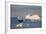 Humpback Whale in Disko Bay in Greenland-Paul Souders-Framed Photographic Print