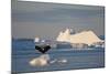 Humpback Whale in Disko Bay in Greenland-Paul Souders-Mounted Photographic Print