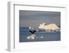 Humpback Whale in Disko Bay in Greenland-Paul Souders-Framed Photographic Print