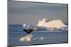 Humpback Whale in Disko Bay in Greenland-Paul Souders-Mounted Photographic Print