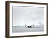 Humpback whale in front of icebergs at the mouth of the Ilulissat Icefjord at Disko Bay, Greenland.-Martin Zwick-Framed Photographic Print